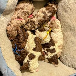 Labradoodle puppies from Show Me Doodles
