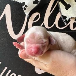Sammy's Pup - Cream female Goldendoodle puppy in Asheboro, North Carolina from Southern Bred Pups