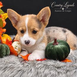 Sky - Sable merle and white female American Corgi puppy in Missouri from Country Legends Aussies & Corgis