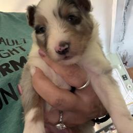 Ajax - White blue merle and tan male Shetland Sheepdog puppy in New Waterford, Ohio from Georgina's Shetland Sheepdog