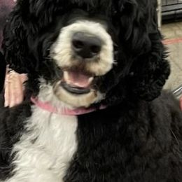 Portuguese Water Dogs from Baja PWD