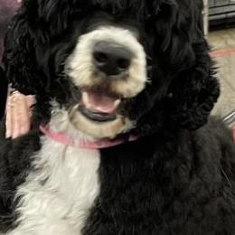 Portuguese Water Dogs from Baja PWD