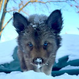 Hickory - Red and white male Siberian Husky puppy in Florence, Kentucky from Moonlight Howl Huskies
