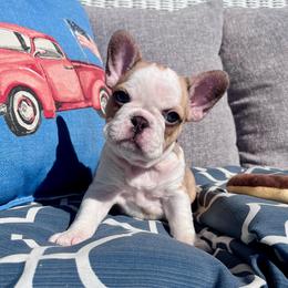 Brazil - Fawn and white female French Bulldog puppy in Hillsboro, Ohio from Pennington Family Frenchies