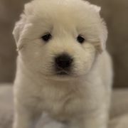 Kanga - White Maremma Sheepdog puppy in Riverhead, New York from Sunny Shore Farms