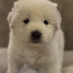 Kanga - White Maremma Sheepdog puppy in Riverhead, New York from Sunny Shore Farms