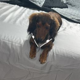 Fancy - Dachshund