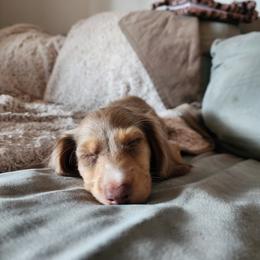 Dachshund Puppies from K Rae's Dachshunds