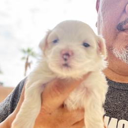 Girl 1S - White female Maltipoo puppy in Las Vegas, Nevada from Maltipoo_vegas