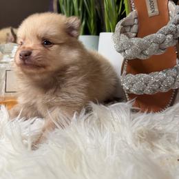 Price - Lavender male Pomeranian puppy in Fort Worth, Texas from Clara’s Kennel