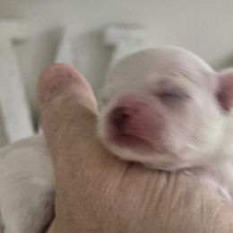 Phil - Cream male Shichon puppy in Bradford, Ohio from Ted E. Bear Patch