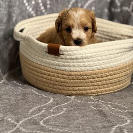 M1 100225 CC - Red male Maltipoo puppy in Bakersfield, California from Silvia's Maltipoos