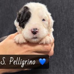 S. Pelligrino - Gray and white male Old English Sheepdog puppy in Bristol, Indiana from Ridgeruns OES