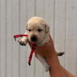 Red - Yellow male Labrador Retriever puppy in At Henry, Ohio from Hickory Creek Labs