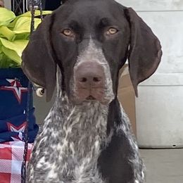 German Shorthaired Pointers from Sage Run GSP’s