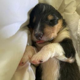 Collie Puppies from Momma Mia Collie