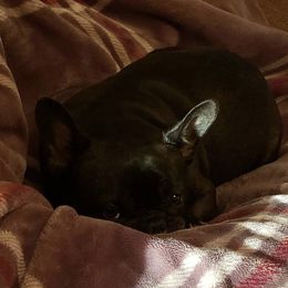 French Bulldog All Grown Up from Willows French Bulldogs