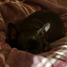 French Bulldog All Grown Up from Willows French Bulldogs