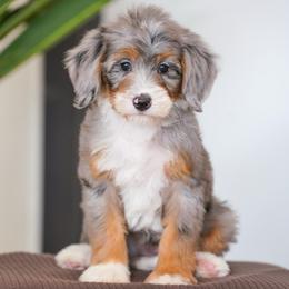 Jolene - Blue merle female Bernedoodle puppy in Dundee, Ohio from Down Home Doodle
