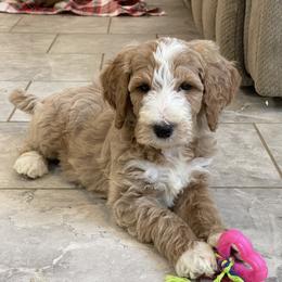 Yeti - Red  male Goldendoodle puppy in Sugarcreek, Ohio from True Hearted Doodles