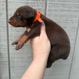 Hershey - Red and rust male Doberman Pinscher puppy in Ludowici, Georgia from Royal Destiny Kennels