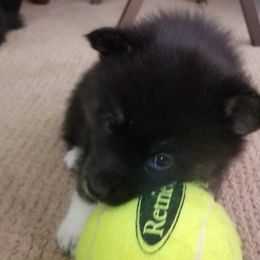 Girl 4 - Pomsky puppy in Huron, Ohio from S and S Pomskies