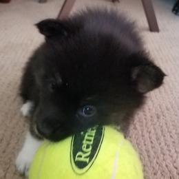 Girl 4 - Pomsky puppy in Huron, Ohio from S and S Pomskies