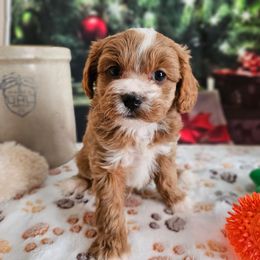 Gad - Red male Cavapoo puppy in Lebanon, Missouri from Perkins Pups