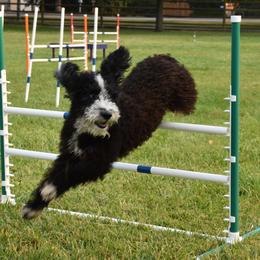 Spanish Water Dogs from Kennel Rio Columbia