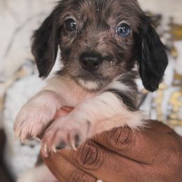 Boy 1 - Piebald male Dachshund puppy in Los Angeles, California from Mini Doxies R Us