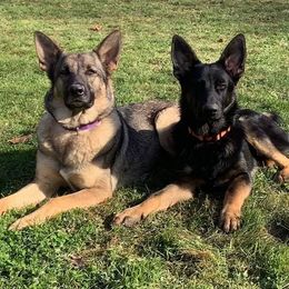 German Shepherds from Melissa's German Shepherds