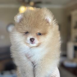 Sweet - Cream sable female Pomeranian puppy in Kilgore, Texas from 5 Star Poms