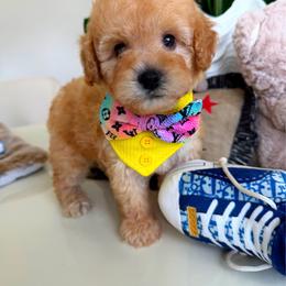 MAUI - Apricot male Maltipoo puppy in Sugar Land, Texas from Celebrity Maltipoos