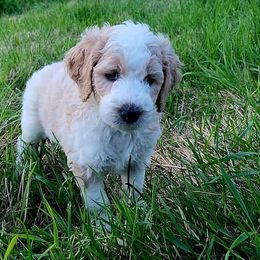 Boy 6 - Parti Goldendoodle puppy in Kenosha, Wisconsin from Madden Golden Doodles