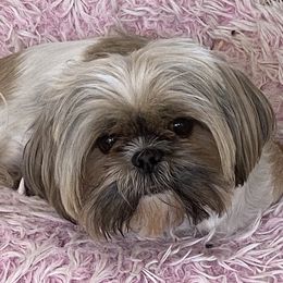 Daisy - Shih Tzu