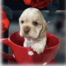 Praline - Buff and white female Cocker Spaniel puppy in Texarkana, Texas from K&M Cocker Spaniels
