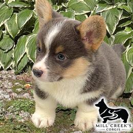 Tinsley-GORGEOUS blue tri girl, natural long tail - Blue female Pembroke Welsh Corgi puppy in Taylorsville, North Carolina from Mill Creek’s Pembroke Welsh Corgis and French Bulldogs