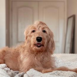 Rachel - Apricot female Goldendoodle puppy in Maricopa, Arizona from Desert Ridge Doodles