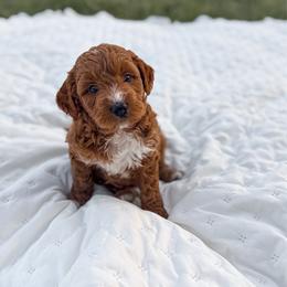 Twig - Red  male Goldendoodle puppy in Russell Springs, Kentucky from Milk & Honey Doodles