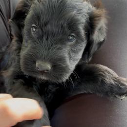Keeley - Black female Whoodle puppy in Rising Sun, Indiana from Ruby Lane Doodles