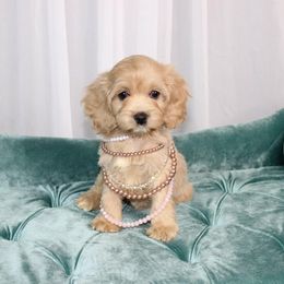 Cockapoo Puppies from Eden Dog