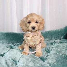 Cockapoo Puppies from Eden Dog