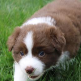 Australian Shepherd Puppies from Starlit Grove Australian Shepherds