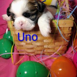 UNO - Gold and white male Shih Tzu puppy in Memphis, Tennessee from Thorntons Fur Crew
