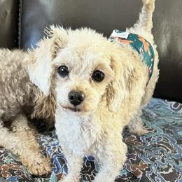 Benny - Poodle