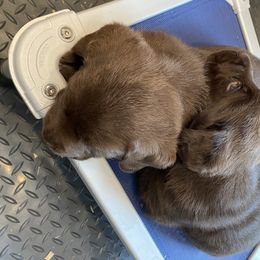 Labrador Retriever Puppies from Viklan Labradors