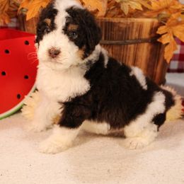 Reggie - Brown and white male Bernedoodle puppy in Peyton, Colorado from Peyton Doodles