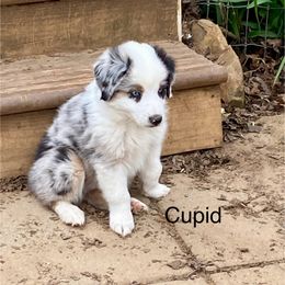 Cupid - Blue merle Miniature American Shepherd puppy in Harmony, North Carolina from Carolina Pride Aussies