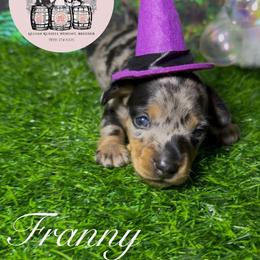 Franny - Dapple female Dachshund puppy in Mt. Sterling, Kentucky from Decadent Doxies of KY