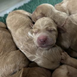 Girl 5 - Apricot female Australian Labradoodle puppy in Chuluota, Florida from Delano Australian Labradoodles